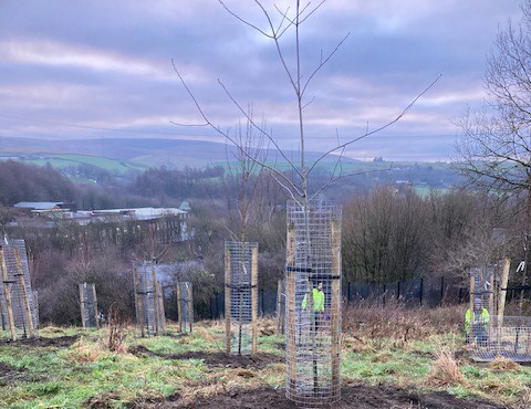 Image: Rooting for success as 500 new trees are planted across Rochdale